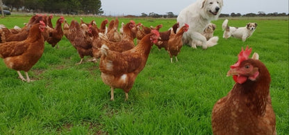 Chirpy Chook Eggies Free Range Eggs